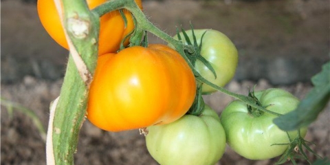 Šarm paradajz: recenzije, fotografije, prinos